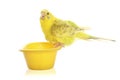 Yellow budgie