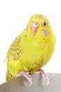 Yellow budgie