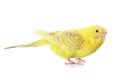 Yellow budgie Royalty Free Stock Photo
