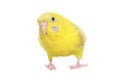 Yellow budgie