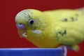 Yellow budgie Royalty Free Stock Photo