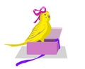 Yellow budgie bird jumps out of the present box