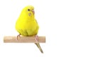 Yellow budgie in front of a white background