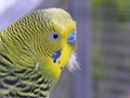 A yellow budgie Melopsittacus undulatus Royalty Free Stock Photo