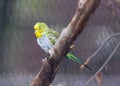 Yellow Budgie (Melopsittacus undulatus) Perched Outdoors Royalty Free Stock Photo