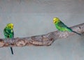 Yellow Budgie (Melopsittacus undulatus) Perched Outdoors Royalty Free Stock Photo