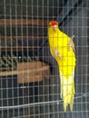 Yellow budgie parrot pet bird or Budgerigar parakeet common in the cage in bird farm Royalty Free Stock Photo