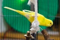 Yellow Budgie Playing Royalty Free Stock Photo
