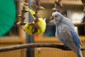 Yellow Budgie Playing Royalty Free Stock Photo