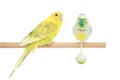 Yellow budgie on a stick
