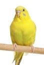 Yellow budgie on a stick Royalty Free Stock Photo