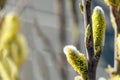 Yellow buds and fresh green young leaves on the tree branch. Easter background with selective focus Royalty Free Stock Photo