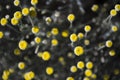 Yellow Buds on grey stems