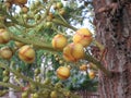 Yellow buds