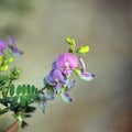 Purple Australian Indigo pea flowers, Indigofera australis