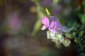 Purple Australian Indigo pea flowers, Indigofera australis