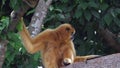 Gibbon Monkey