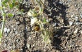 Yellow bug in riverbed