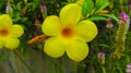 Yellow bugle flower in the garden