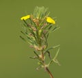 Yellow bugle or ground-pine, Ajuga chamaepitys