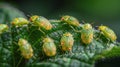 Yellow Bugs on Green Leaf Royalty Free Stock Photo