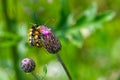 Yellow bugs mating, insects making love on a purple flower