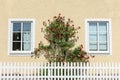 Yellow building wall with shrub of red roses and a white picked fence