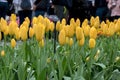 Bunch of yellow tulip flower in the garden