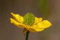 Buttercup flower