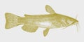 Yellow bullhead ameiurus natalis, demersal freshwater fish