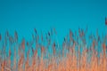 Yellow bulrush against the blue sky Royalty Free Stock Photo