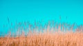 Yellow bulrush against the blue sky Royalty Free Stock Photo