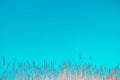 Yellow bulrush against the blue sky Royalty Free Stock Photo