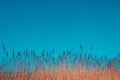 Yellow bulrush against the blue sky Royalty Free Stock Photo