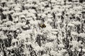 Yellow bumble-bee and colorless sedum flowers Royalty Free Stock Photo