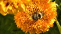 Bumble Bee pollinates colorful Marigold flower