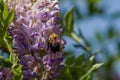 A Bumblebee Sitting on a Wisteria Flower