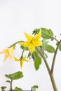 Yellow bunch of blooming cherry tomato flowers on stem macro shot isolated on white Royalty Free Stock Photo
