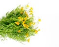 Yellow bunch of Tagetes tenuifolia, Organic edible flowers