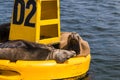 Yellow Buoy With Sea Lions in Ensenada, Mexico
