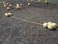 Yellow buoys and beacons on seaside harbour in fishing village on cloudy day on Hokkaido island, northern Japan Royalty Free Stock Photo