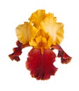 Yellow and burgundy iris flower isolated on white Royalty Free Stock Photo