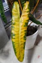 Yellow and burned leaf on Philodendron Billietiae due to over fertilizing