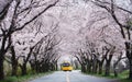 Yellow bus passing cherry blossom tunnel Royalty Free Stock Photo