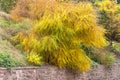 Yellow bush of Ecurinega Ramiflora - Flueggea Suffruticosa