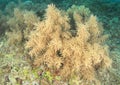 Yellow bush gorgonian coral