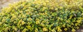 Yellow bush of lemon thyme. Thymus citriodorus. Perennial herb with a characteristic lemon scent of leaves. Soft selective focus