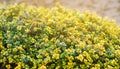 Yellow bush of lemon thyme. Thymus citriodorus. Perennial herb with a characteristic lemon scent of leaves. Soft selective focus