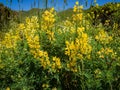 Yellow bush lupine, lupinus arboreus