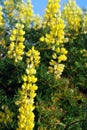 Yellow bush lupine